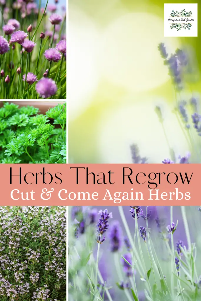 \"herbs
